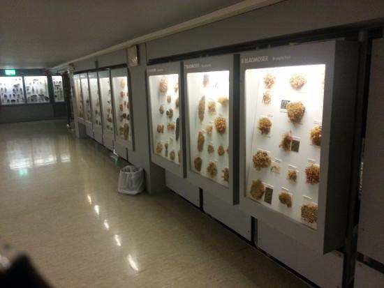 NTNU University Museum